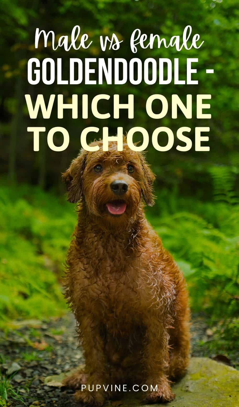 Male Vs Female Goldendoodle – Which One To Choose