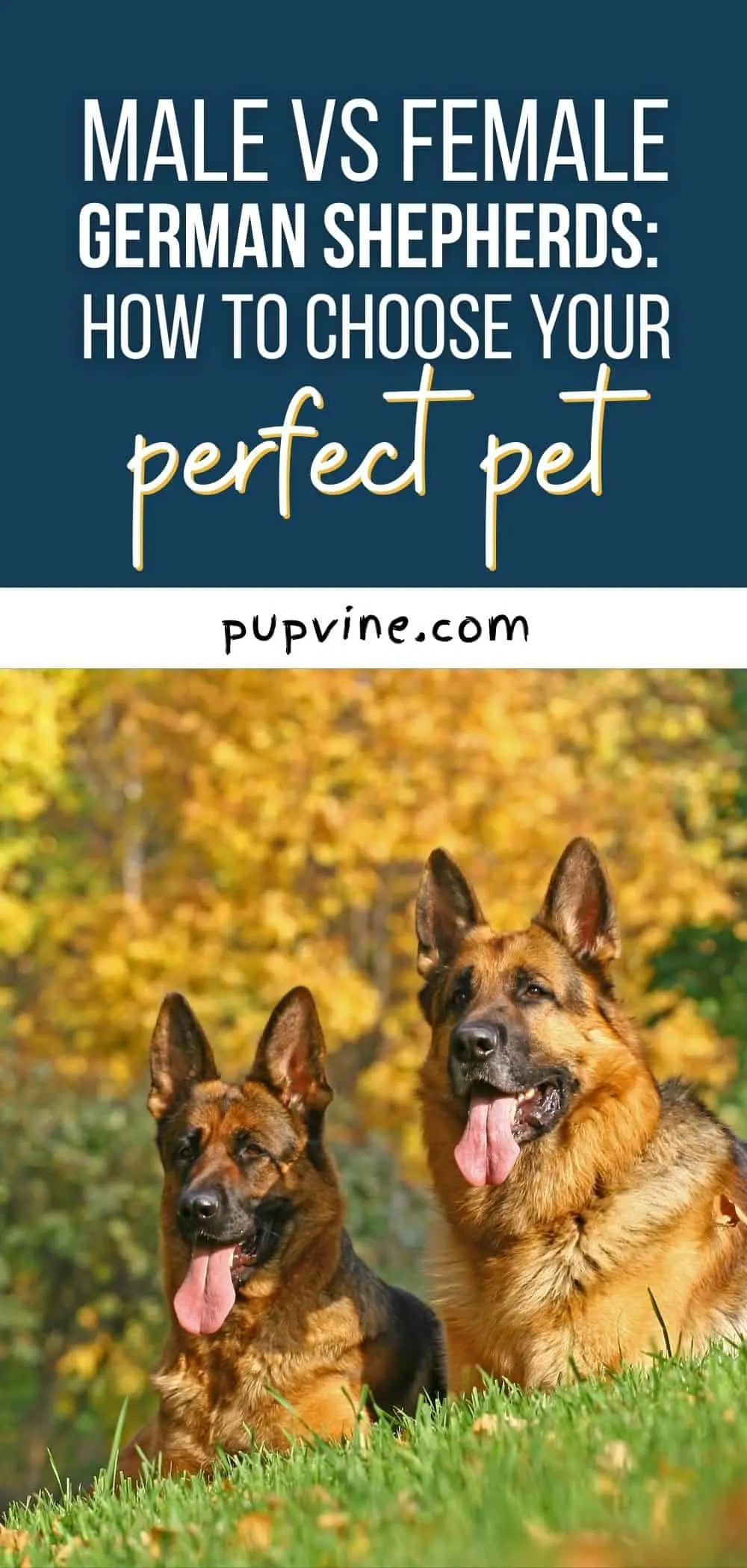 Male vs Female German Shepherds: How to Choose Your Perfect Pet