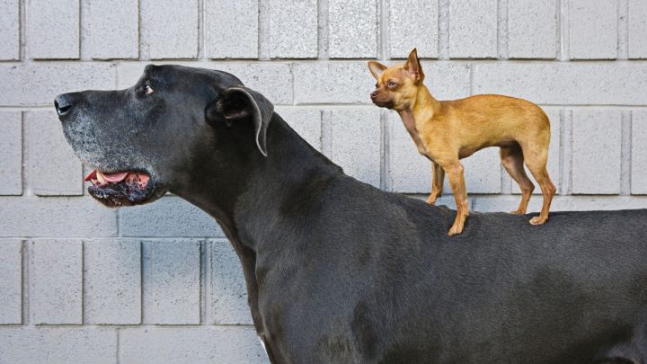 Meet the Great Dane – Chihuahua Mix: Breed Overview and Care