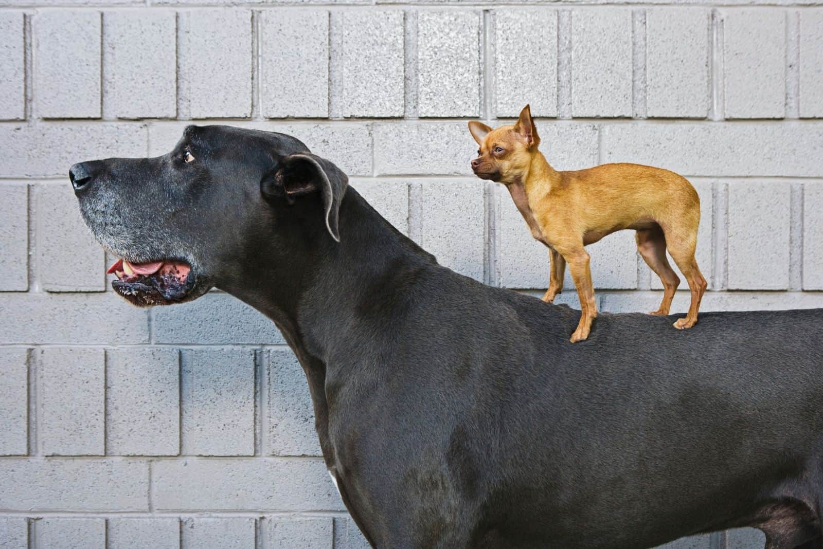 small chihuahua standing on top of a black great dane standing in sideview over a white brick wall background