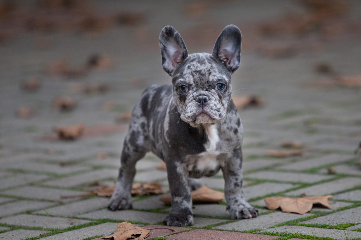 Chocolate French Bulldog All On This Rare Coat Color