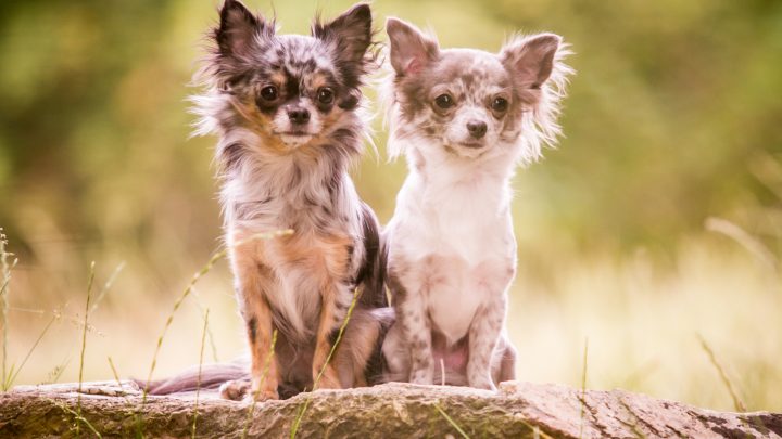 All About Merle Chihuahua: Is This Coat Color Rare?