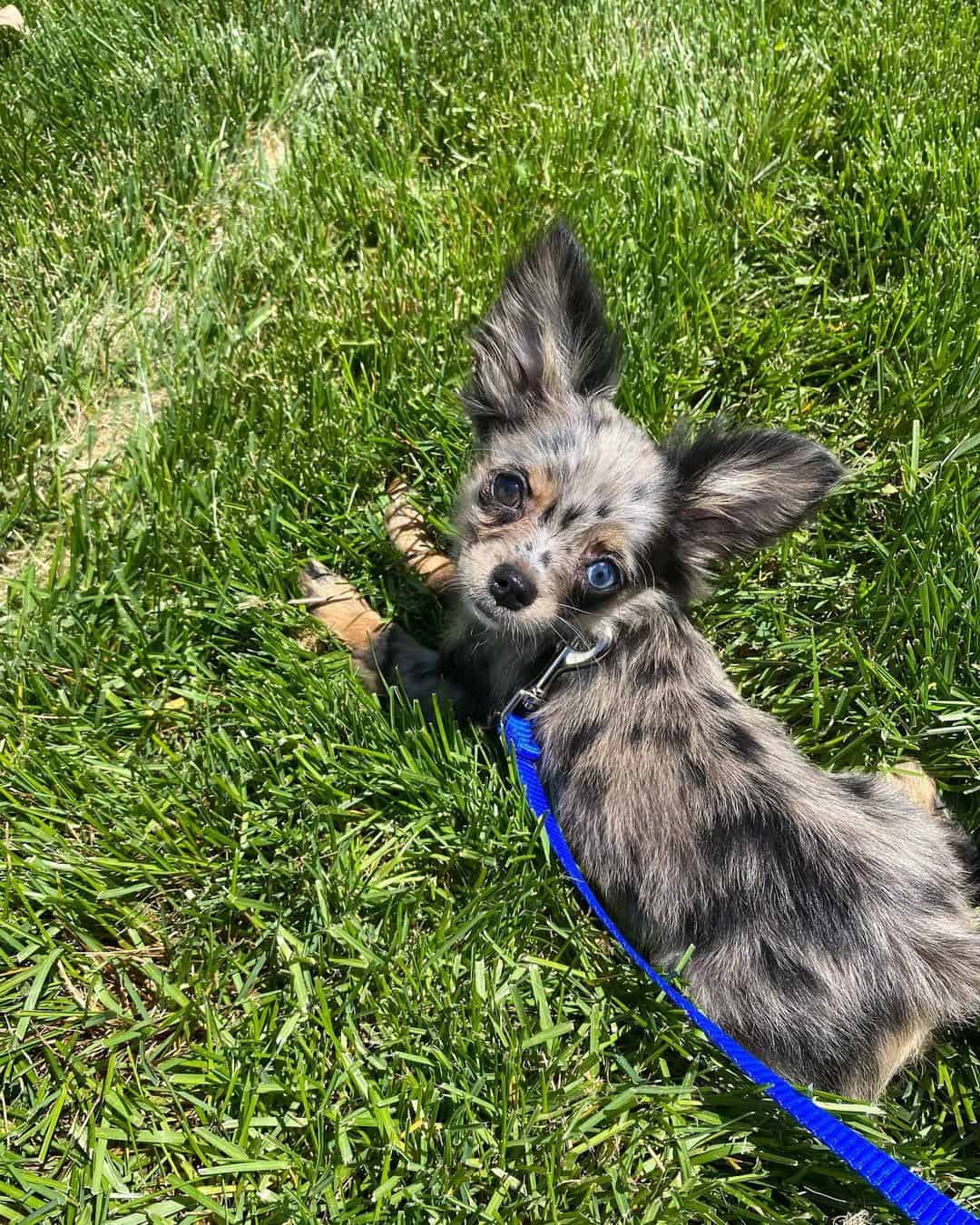 Merle Chihuahua dog lying on the grass