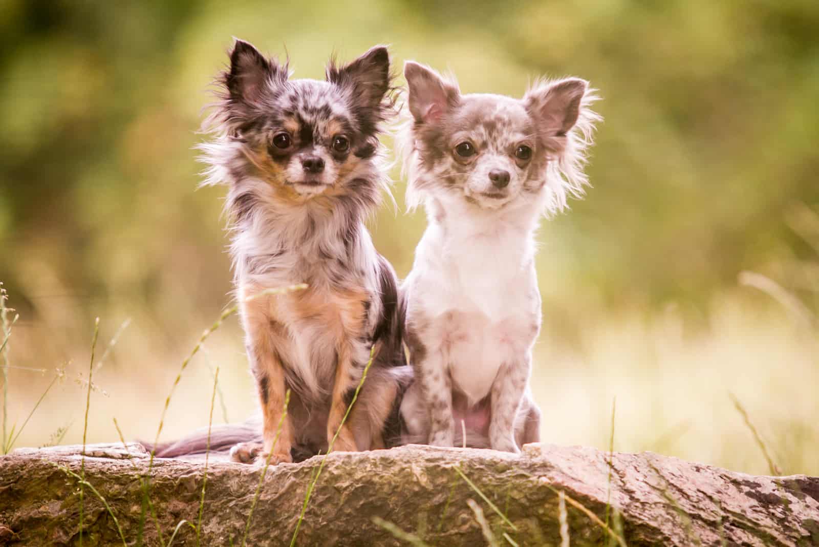 two Merle Chihuahua dogs stand on a rock and look around