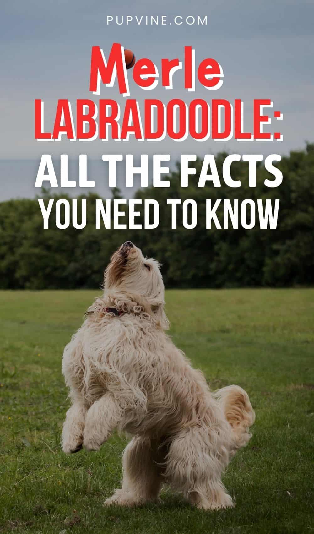 Merle Labradoodle All The Facts You Need To Know