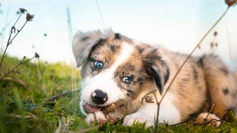 the puppy is chewing something