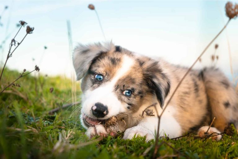 the puppy is chewing something