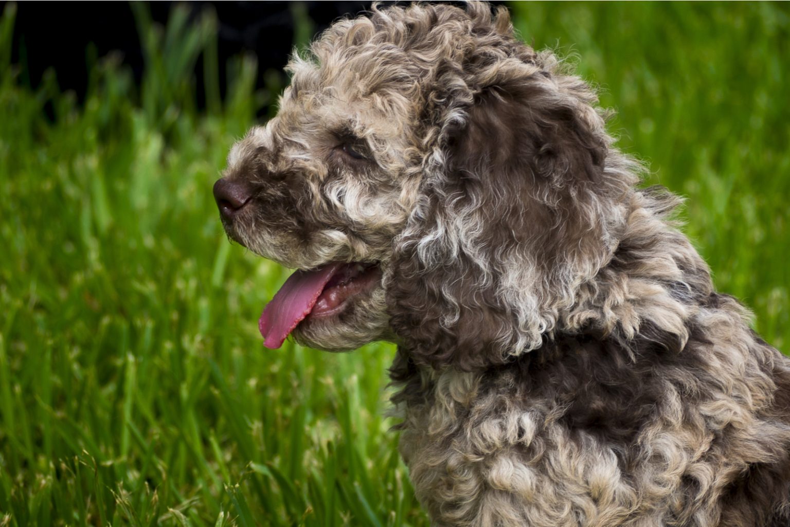 Are Phantom Labradoodles Real? A Guide To Unique Doodle Coat Colors
