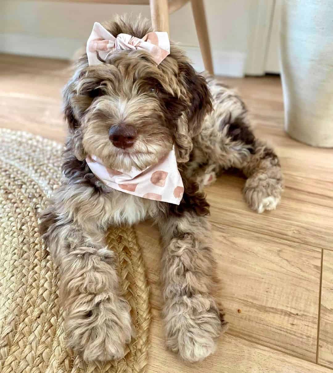Chocolate clearance merle labradoodle