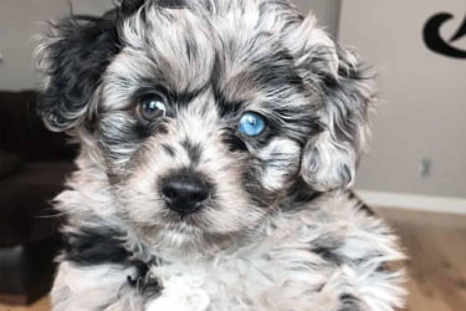Merle Labradoodle with blue eyes