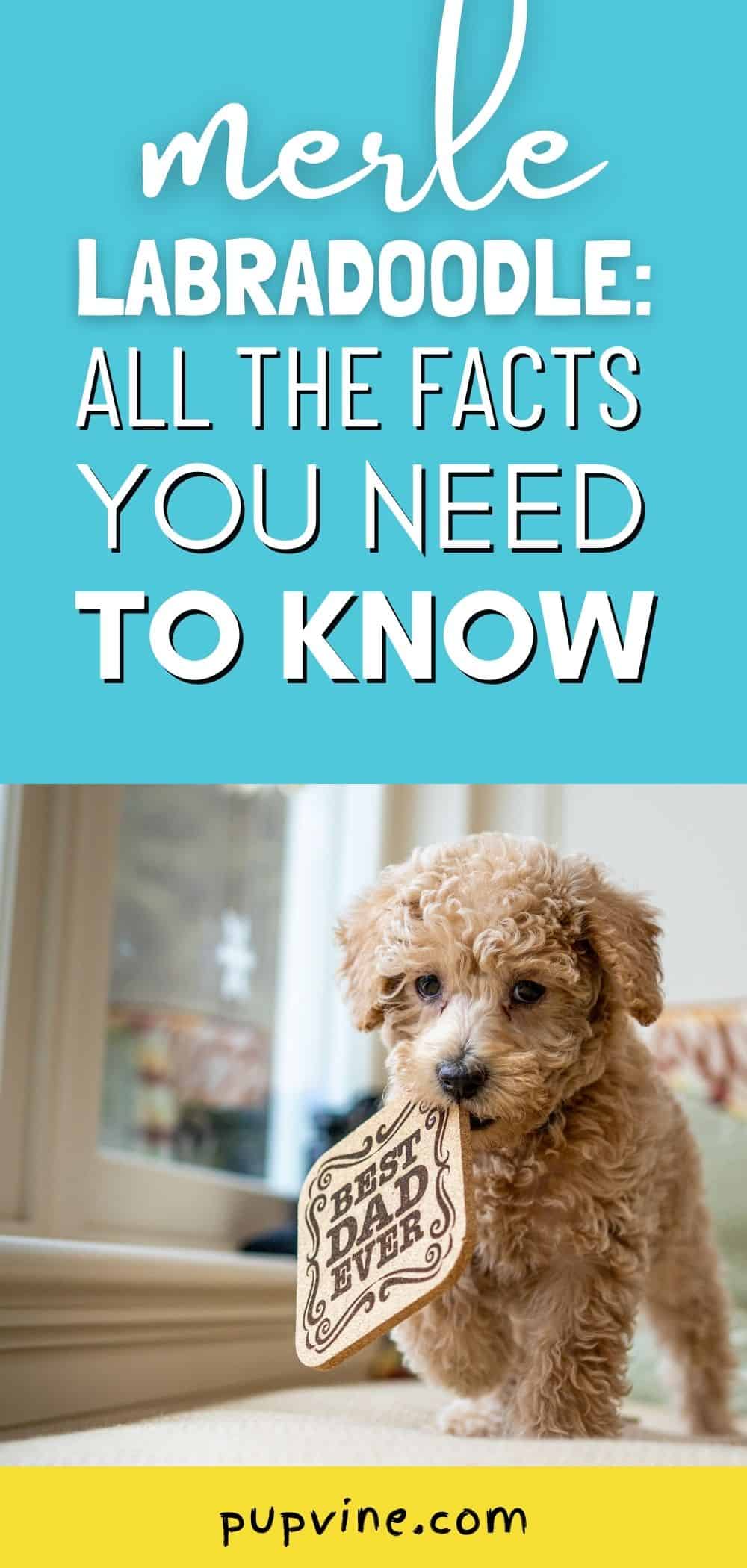 Merle Labradoodle: All The Facts You Need To Know Pinterest