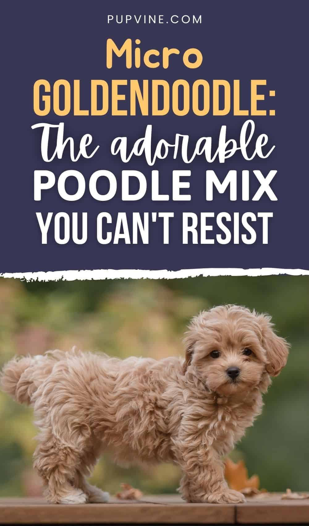 Micro Goldendoodle: The Adorable Poodle Mix You Can't Resist