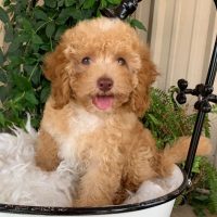 a micro labradoodle sits in a bucket