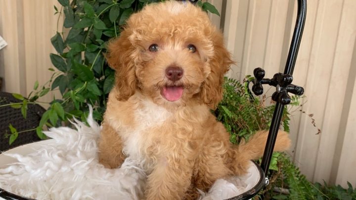 Micro Labradoodle: What You Never Knew About These Dogs