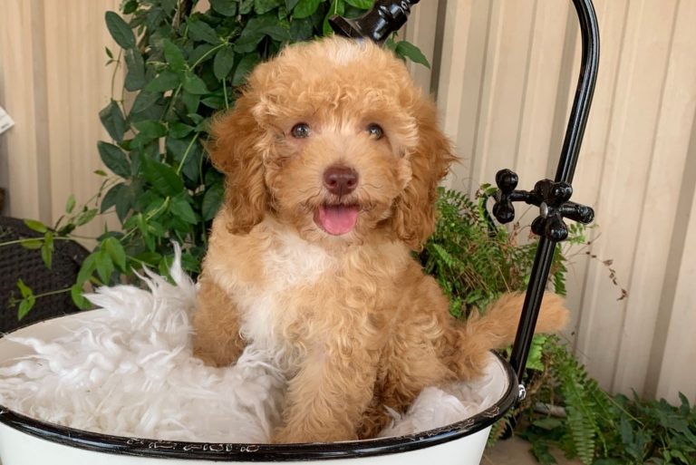 a micro labradoodle sits in a bucket