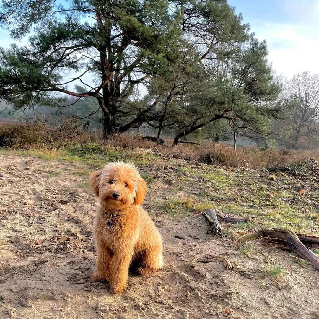 Micro Labradoodle sitting outdoors