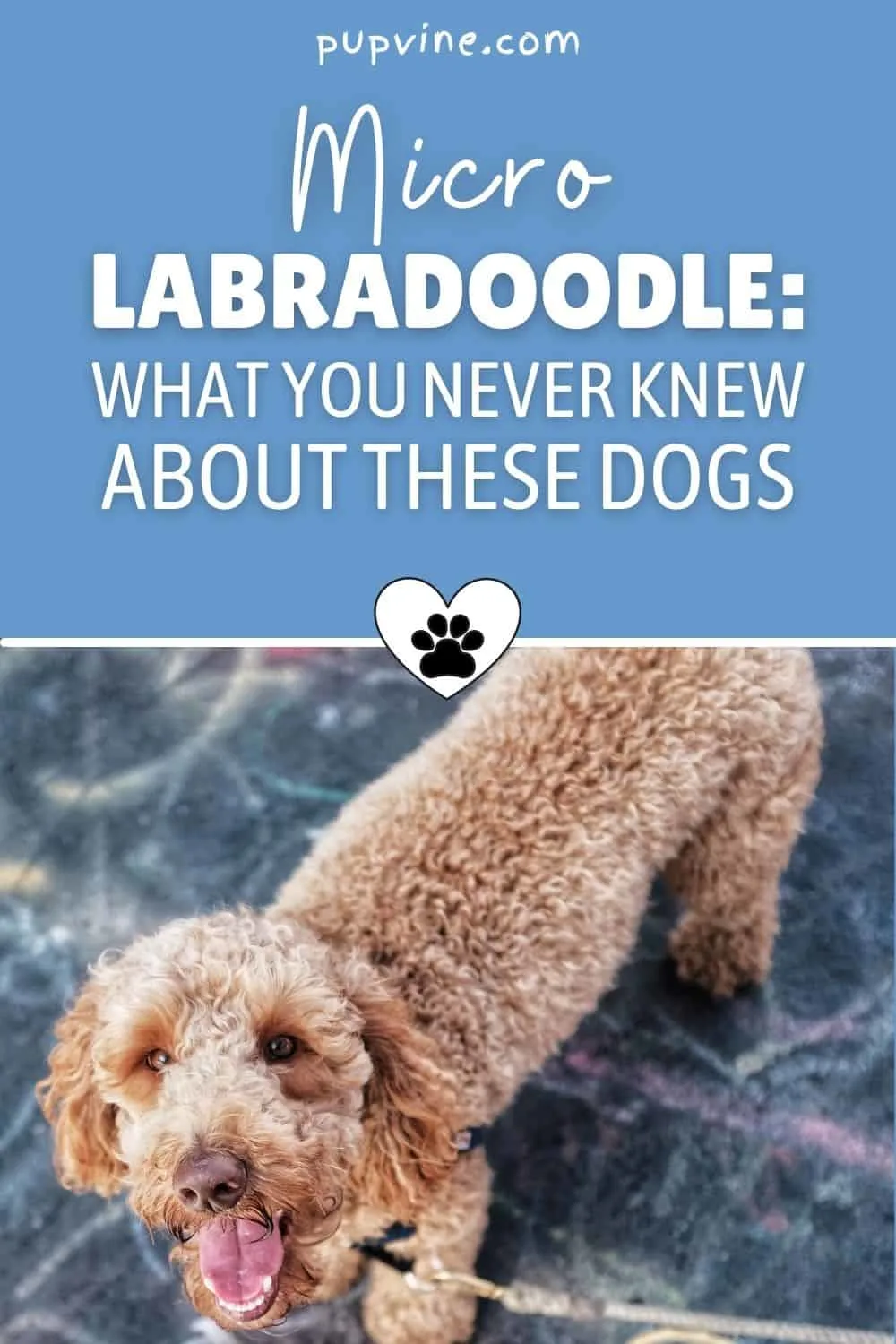 Micro Labradoodle: What You Never Knew About These Dogs