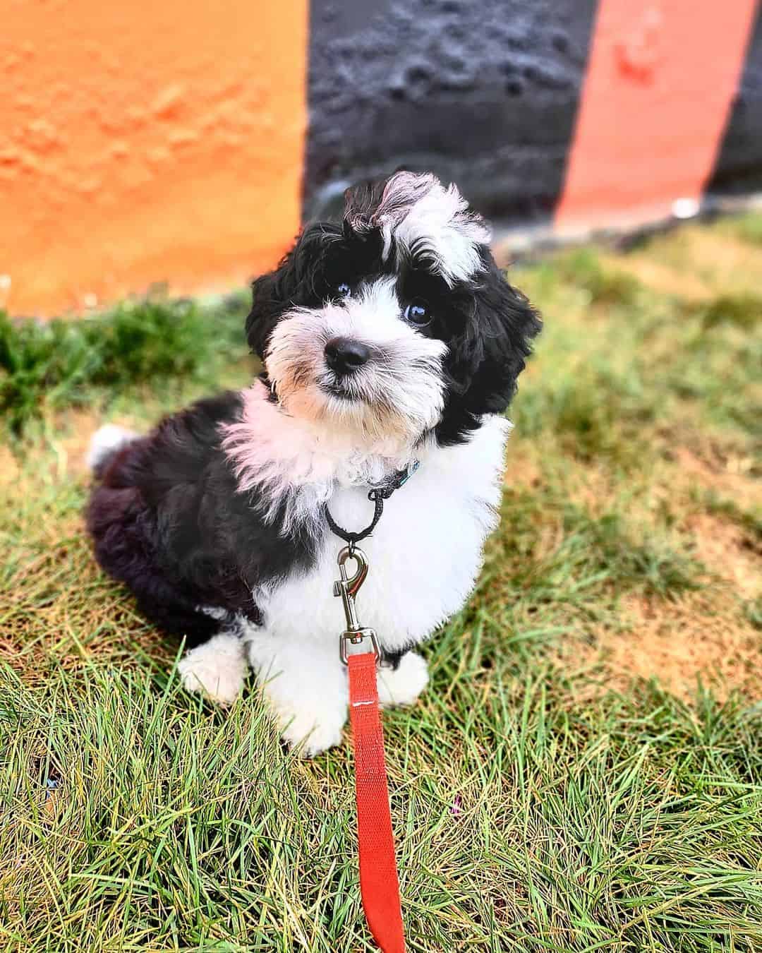 beautiful Micro Sheepadoodle dog on the grass