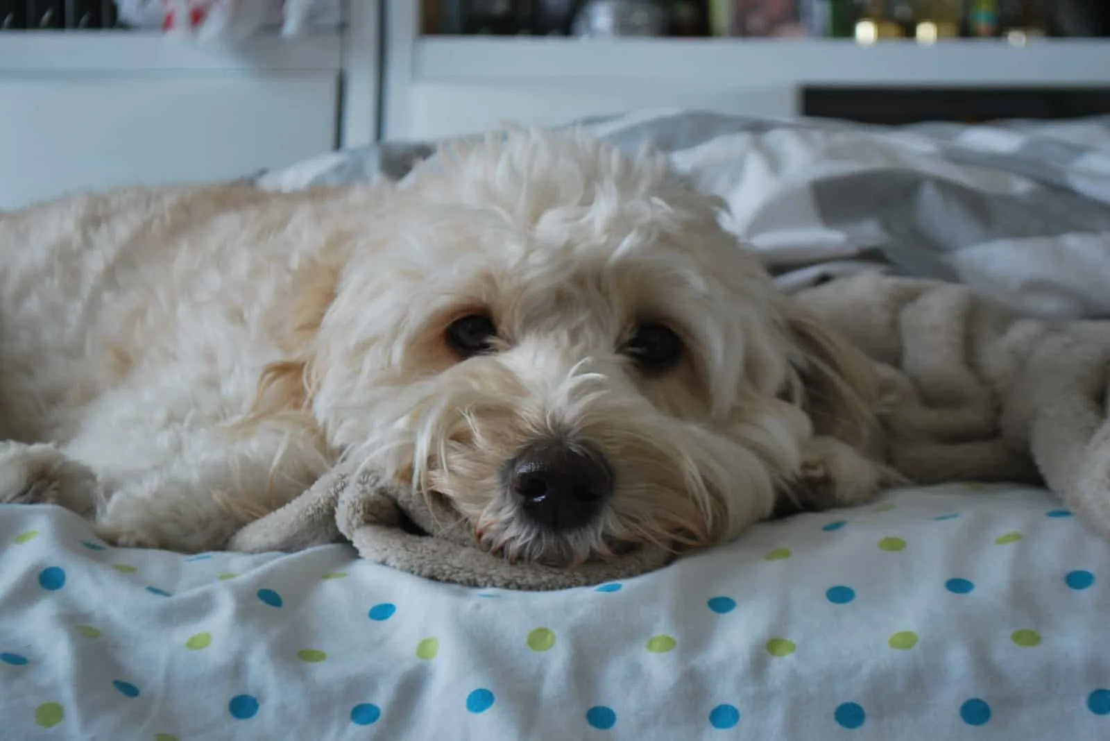 Mini GoldenDoodle is lying on the bed