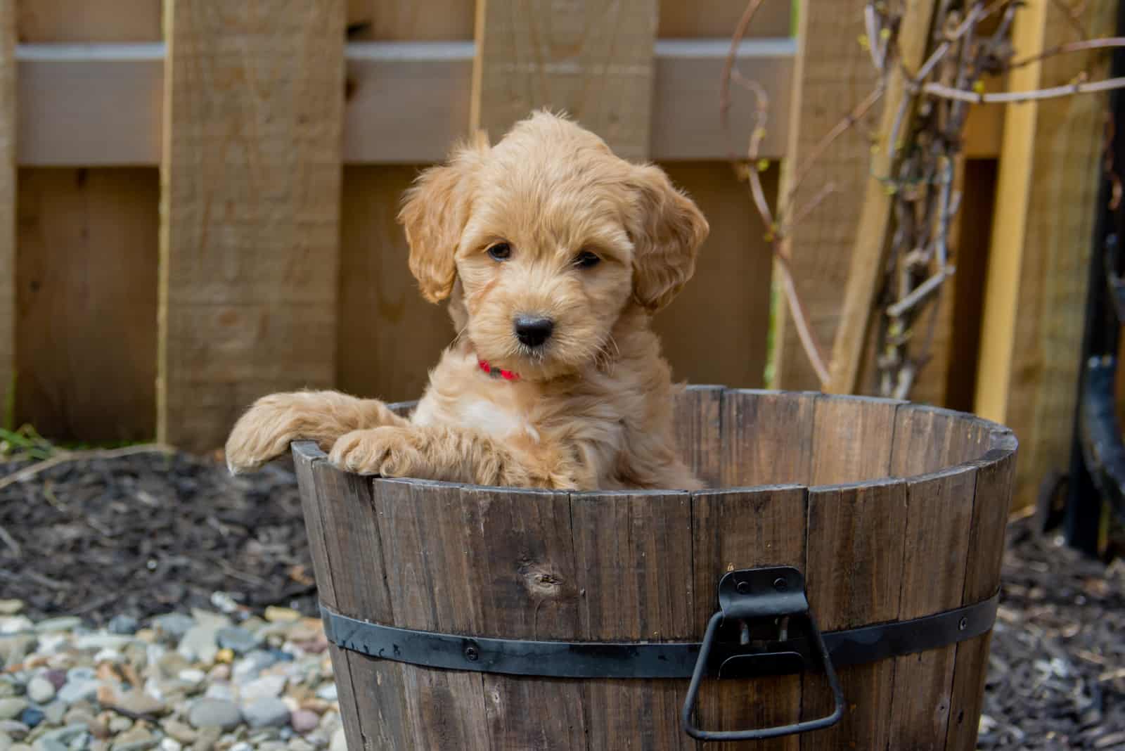 Mini Goldendoodle stands in a barrel