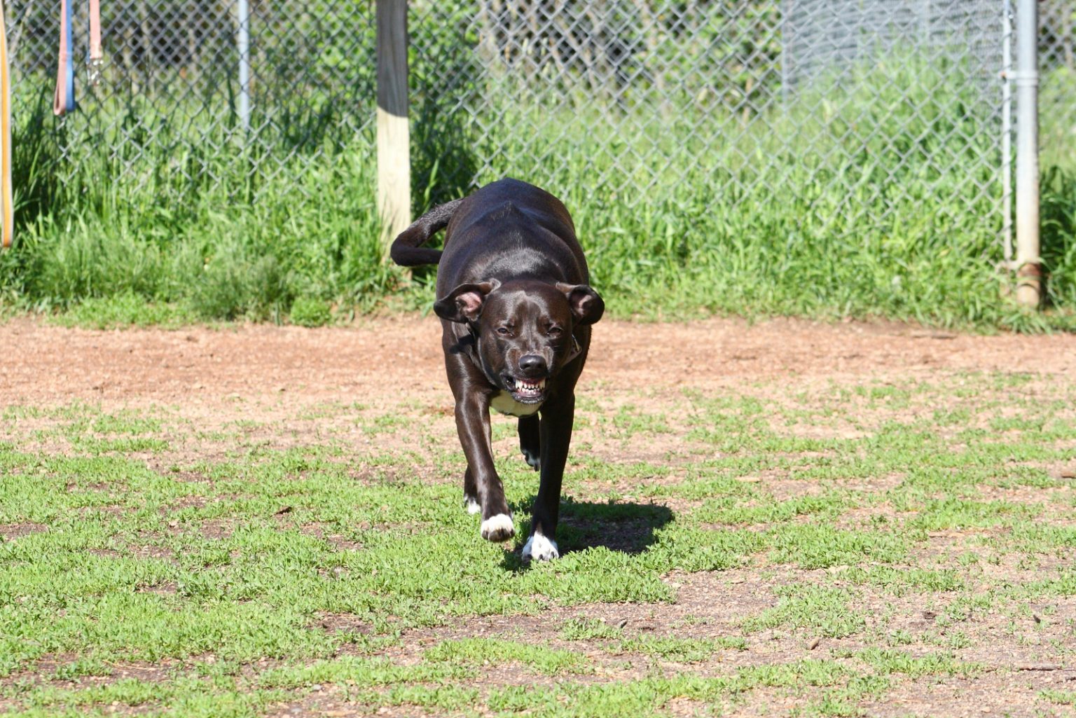 Do Pitbulls Shed? The Owner's Guide To Dog Shedding