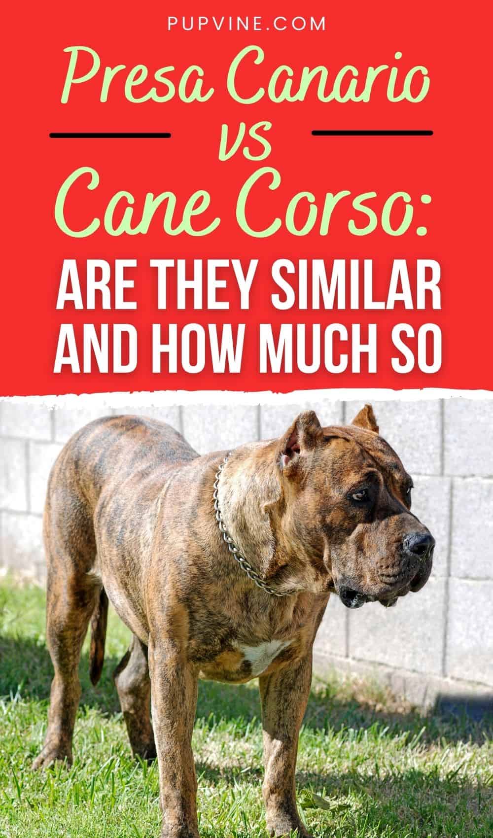 Presa Canario vs Cane Corso Are They Similar and How Much So