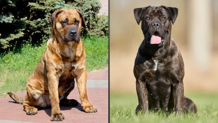 Presa Canario Vs Cane Corso: Similar, But Different?