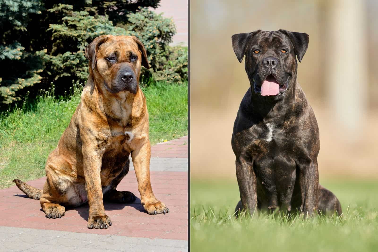 images of presa canario and cane corso standing outdoors placed side by side