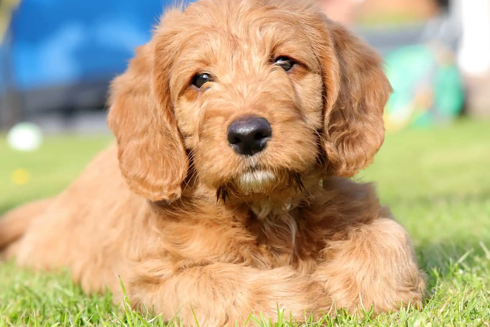 Red Labradoodle puppy lies in the grass