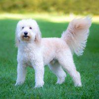 shaved beautiful goldendoodle standing in the lawn grass
