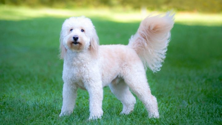 Shaved Goldendoodle: A Trend To Skip Or Not?