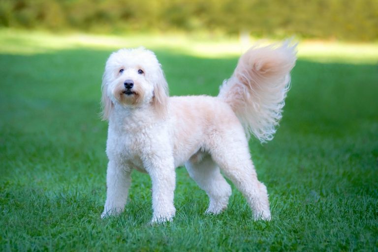 shaved beautiful goldendoodle standing in the lawn grass