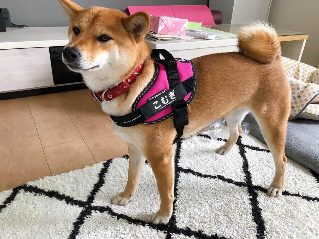 Shiba Inu dog in the house