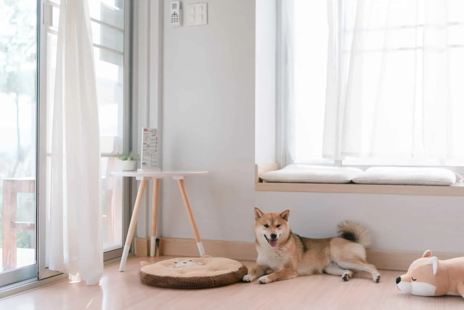 Shiba Inu lies and rests on the floor