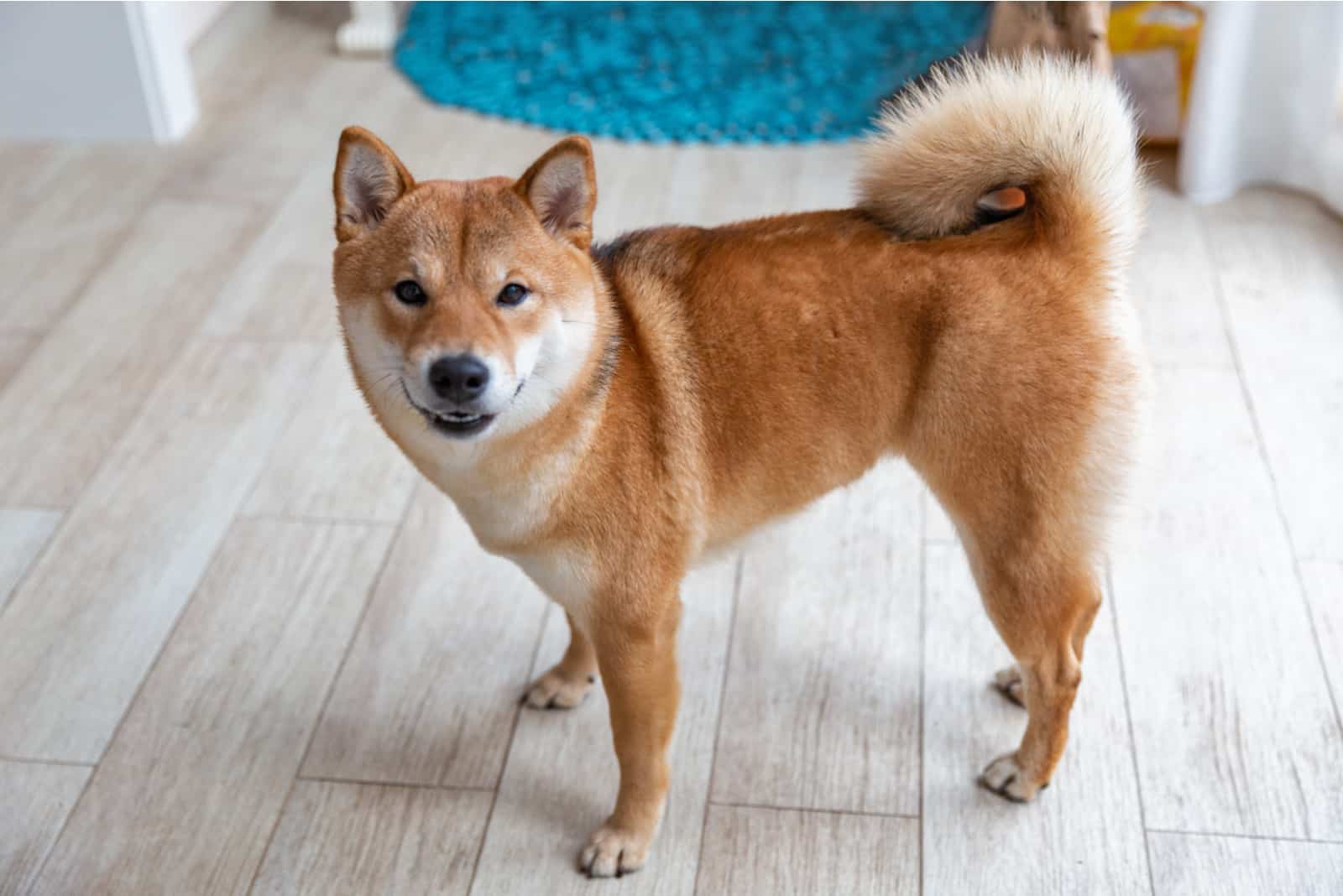 Shiba Inu stands in the tiled kitchen, staring ahead