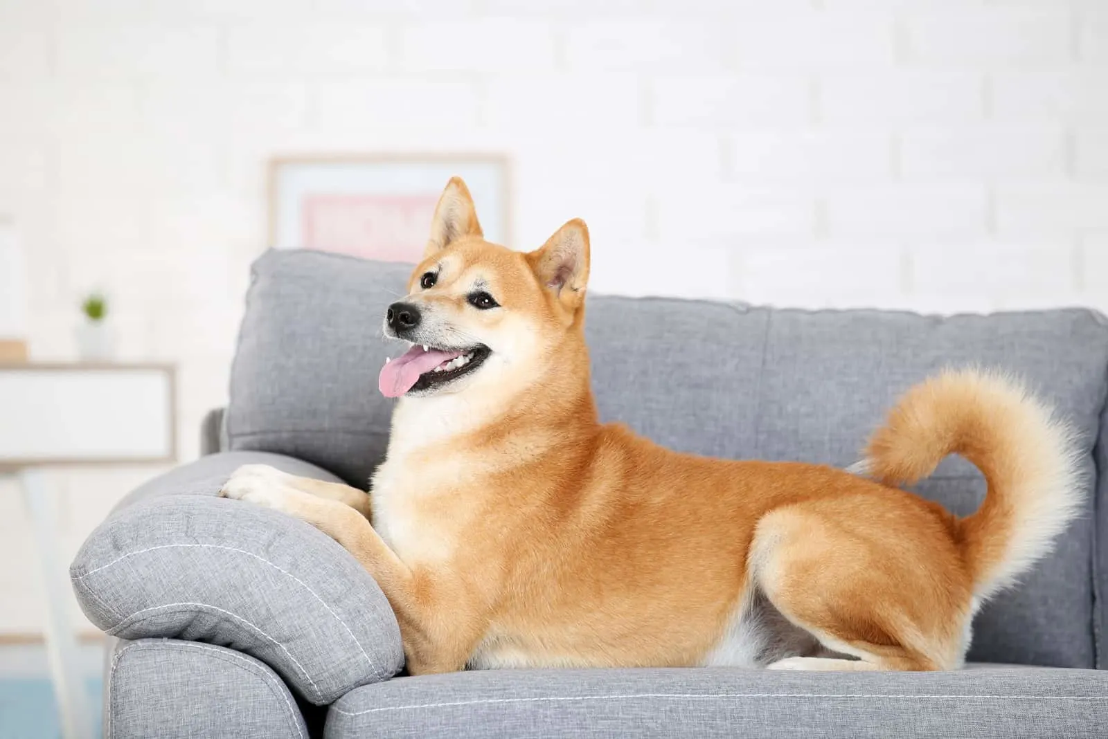 Shiba inu dog lying on grey sofa at home