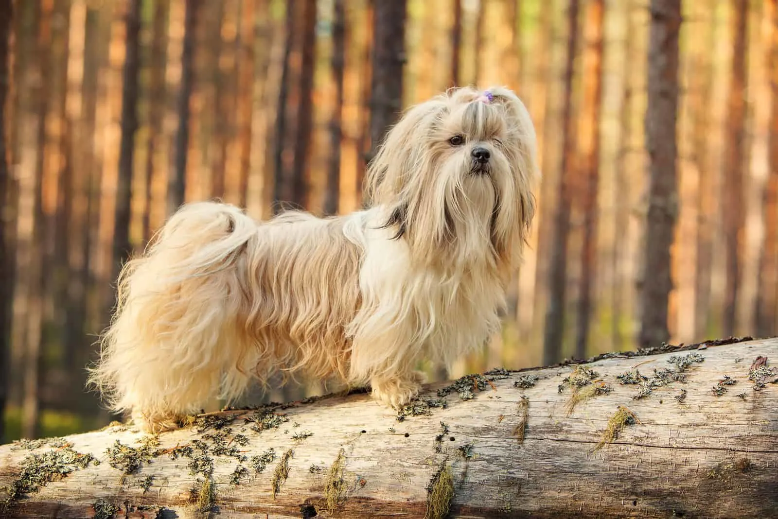 Shih-tzu dog standing on tree trunk in forest