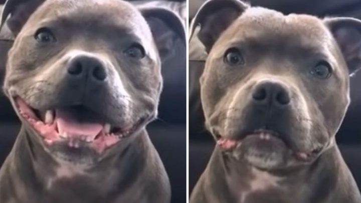 Storytime: Wait ‘Til You See What These Dog Owners Have To Tell their Dogs