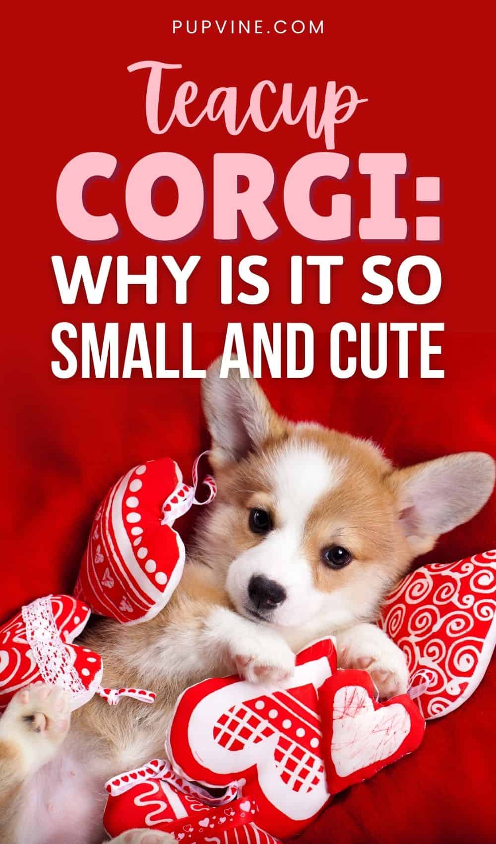 Teacup Corgi Why Is It So Small And Cute