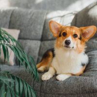 beautiful corgi lying on the sofa