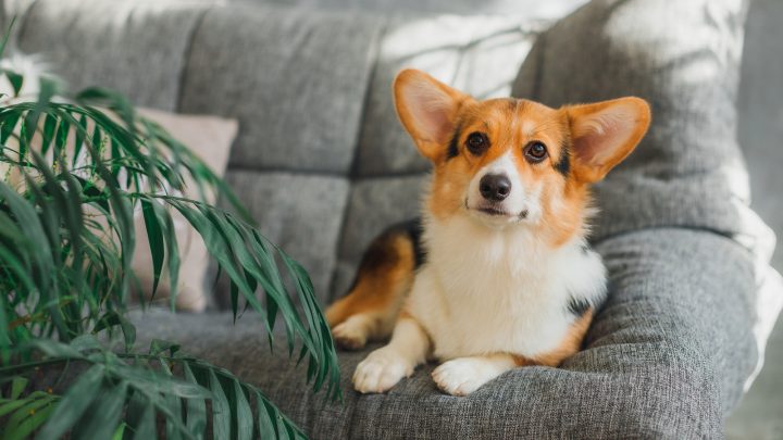 Teacup Corgi: Why Is It So Small And Cute?