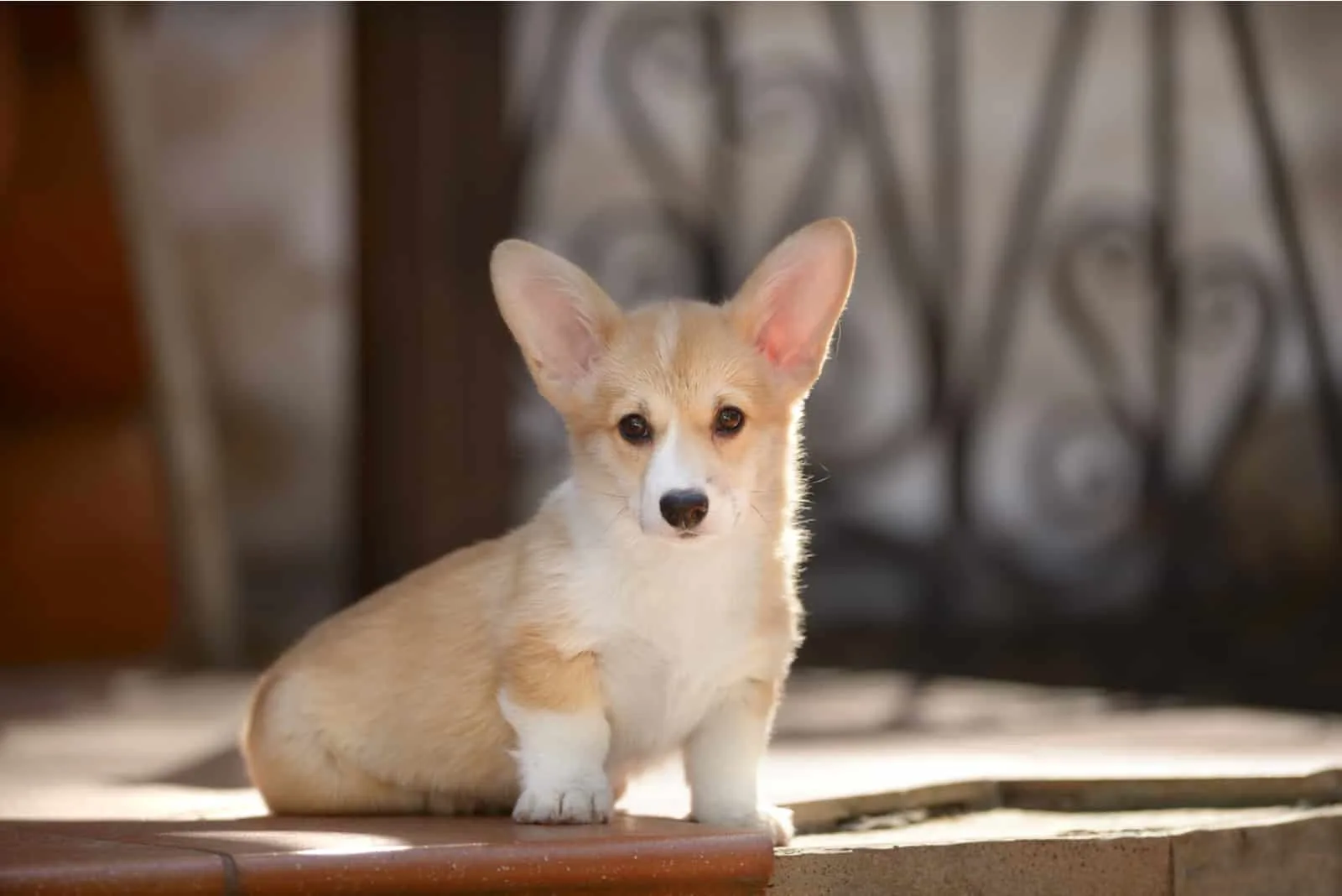 Teacup Corgi is standing on the sidewalk