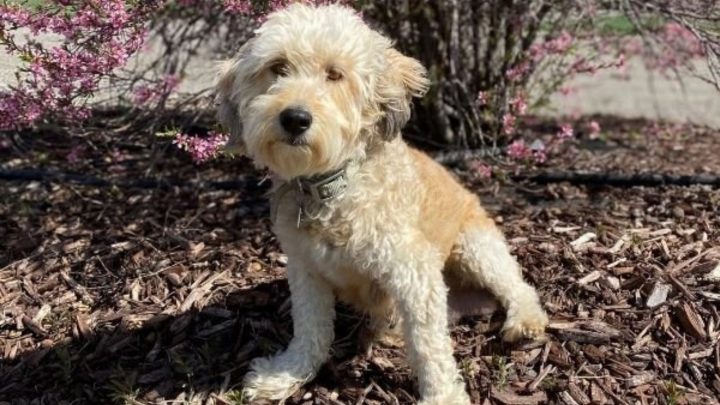 The Australian Mountain Doodle: The Perfect Family Dog?