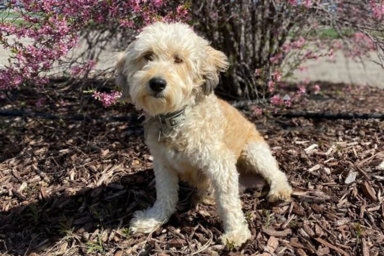 The Australian Mountain Doodle sits in the leaves
