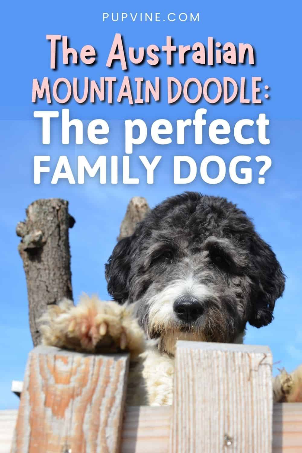 The Australian Mountain Doodle The Perfect Family Dog