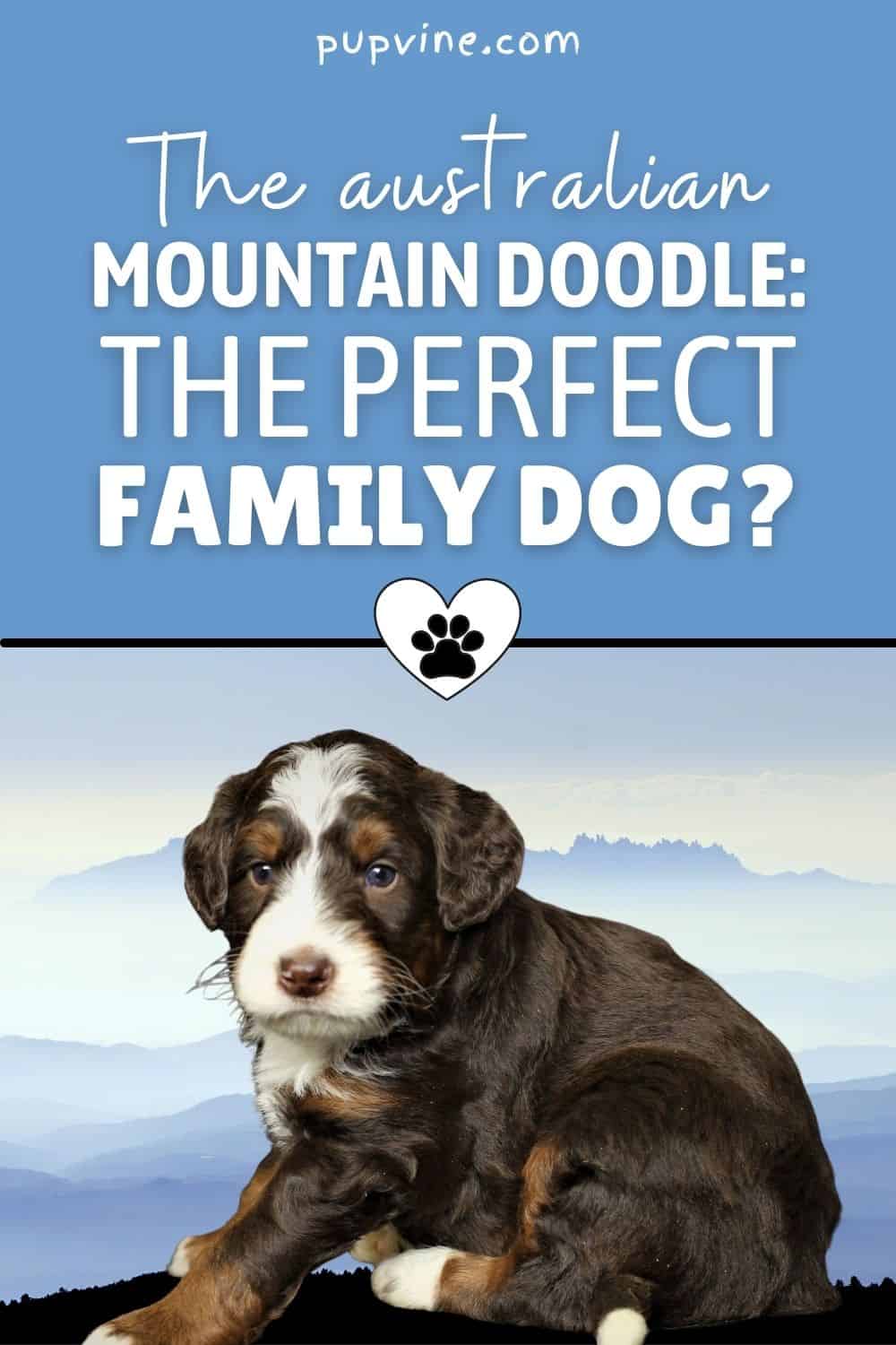 The Australian Mountain Doodle: The Perfect Family Dog?