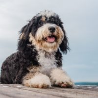 Bernedoodle lies on a wooden base