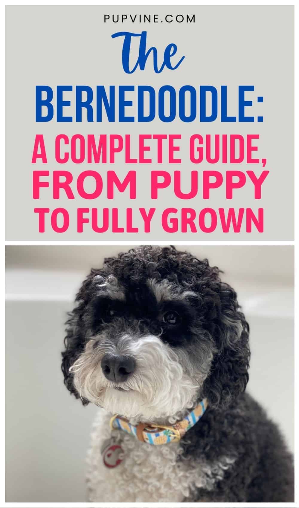 The Bernedoodle: A Complete Guide, From Puppy To Fully Grown