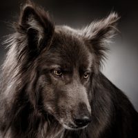 Portrait of a Blue bay Shepherd on a dark grey background