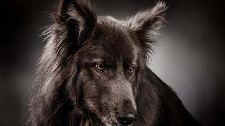 Blue Bay Shepherd: The Mysterious Wolf-Like Beauty
